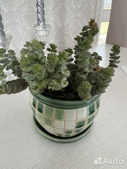 Крассула nealeana Суккуленты