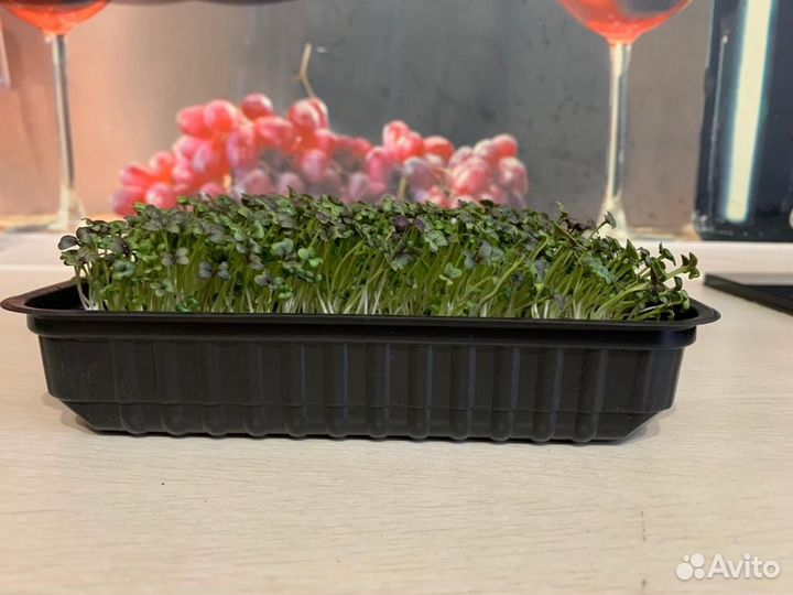 Микрозелень