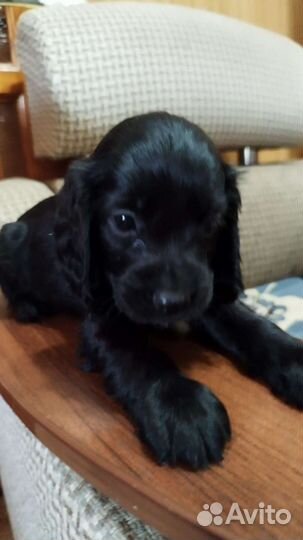 Кокер спаниель