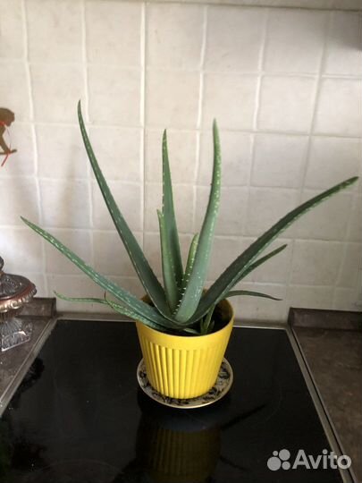 Алое вера Алоэ 30-35 см