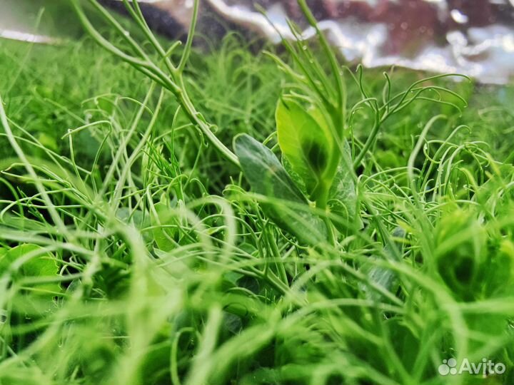 Микрозелень Горох