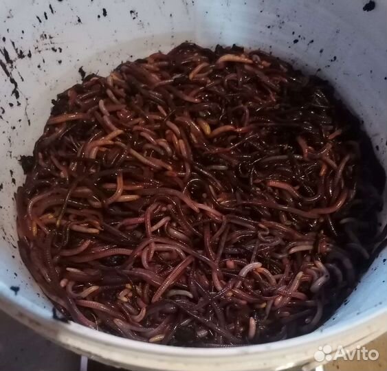 Червь дендробена