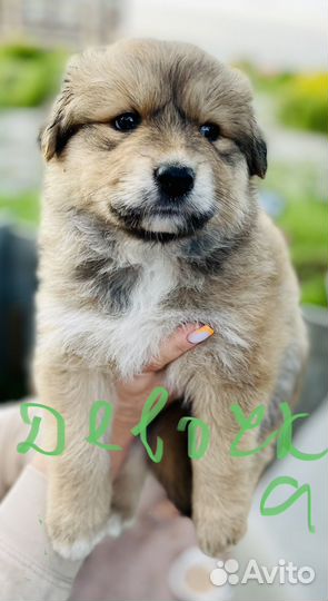 Щенок в добрые руки