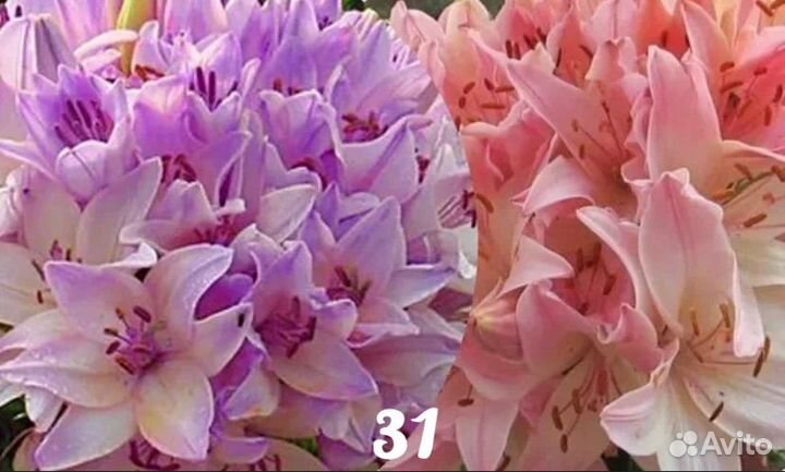 Лилии в форме букета цветов