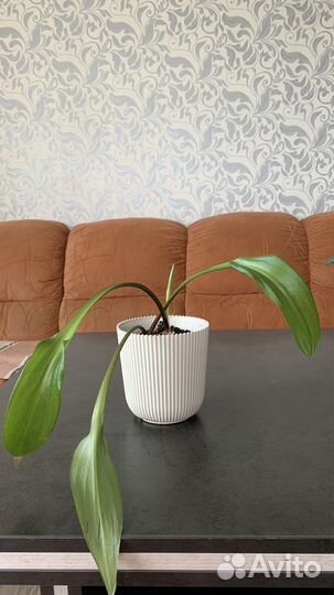 Молочай, сансевиерия, дримиопсис