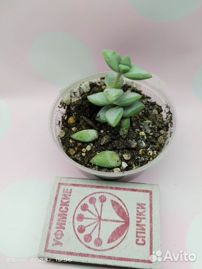 Толстянка, крассула