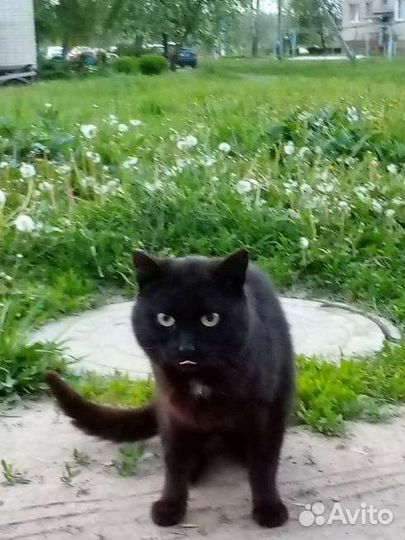 Кот черный
