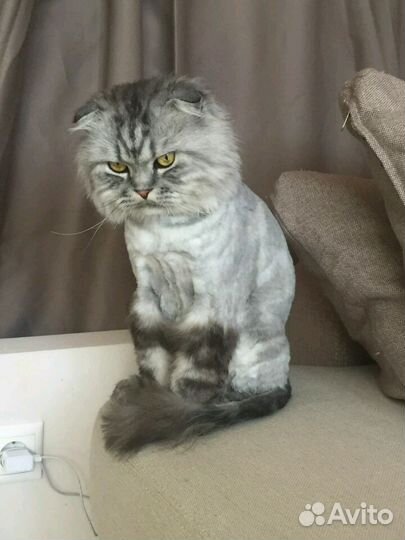 Стрижка кошек и котов на дому без наркоза