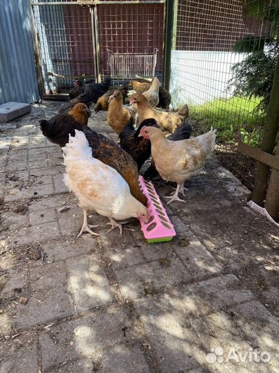 Доминанты с цветным яйцом