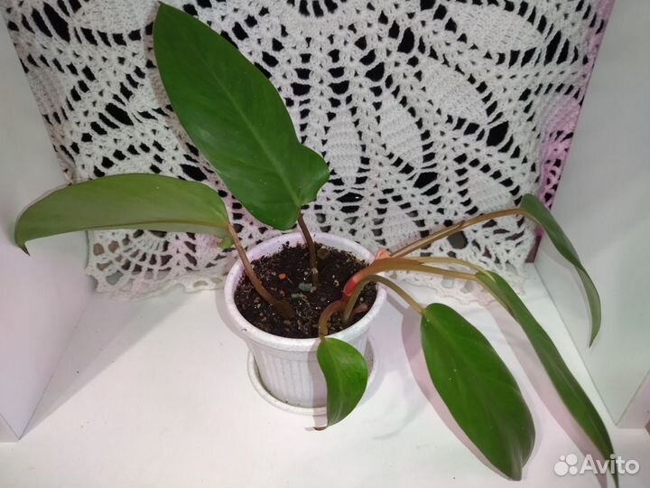 Филодендроны и Сциндаптусы