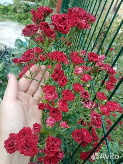 Розочка стелющаяся горизонтальная