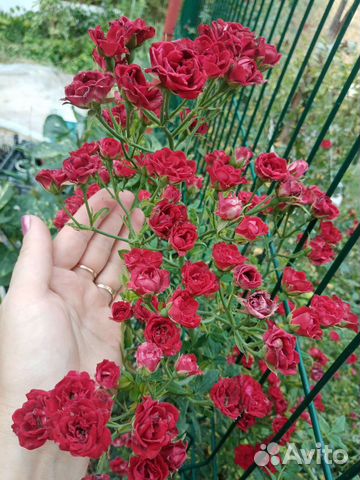 Розочка стелющаяся горизонтальная