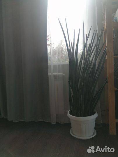 Сансевиерия Цилиндрика, толстянка