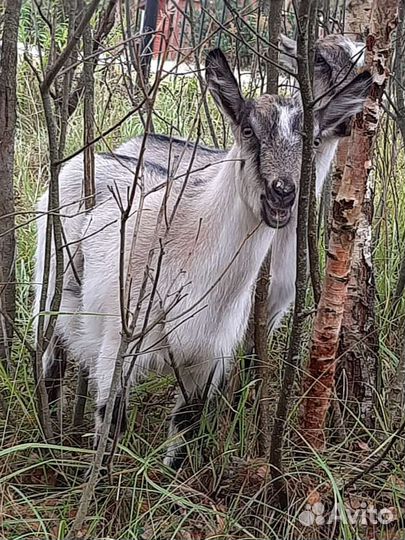 Коза дойная, козел