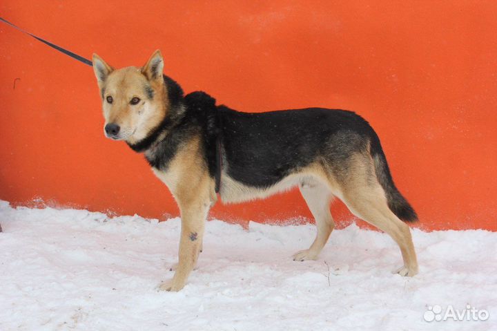 Феникс-добрый, самый лучший песик ищет дом