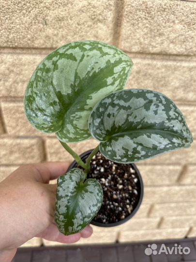 Филодендрон Сциндапсус Эпипремнум