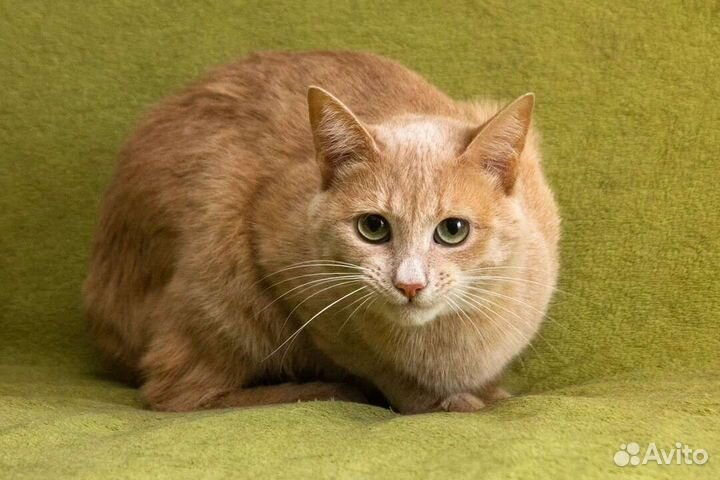 Красавец Ричи, хоть и скромняга