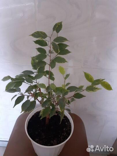 Фикус Кинки