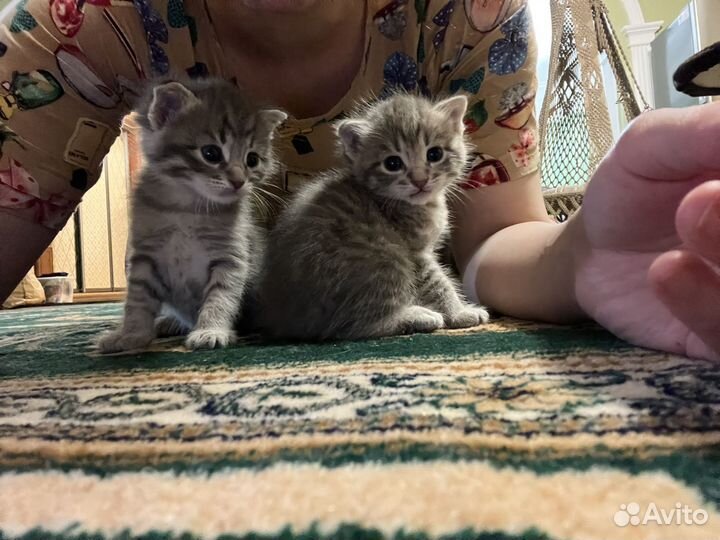 Котята вислоушки в добрые руки