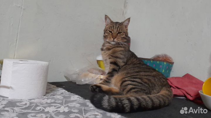 Потерялся кот