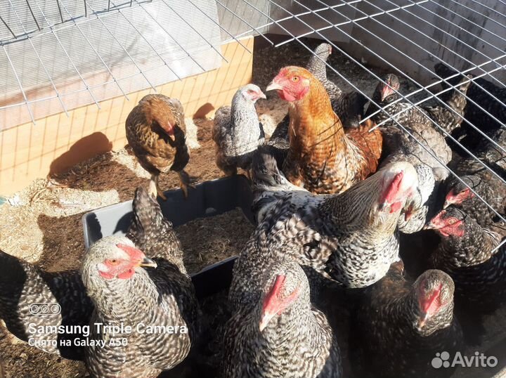Куры и петухи брама