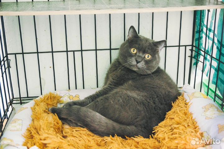 Кошка Бриша