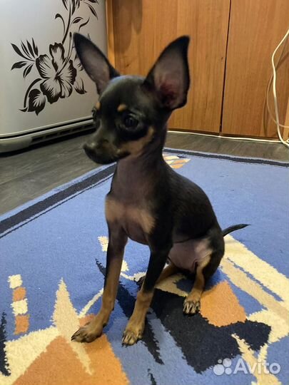 Собака мини той-терьер