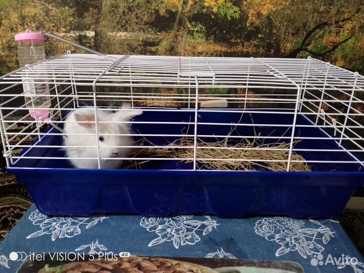 Декоративные кролики