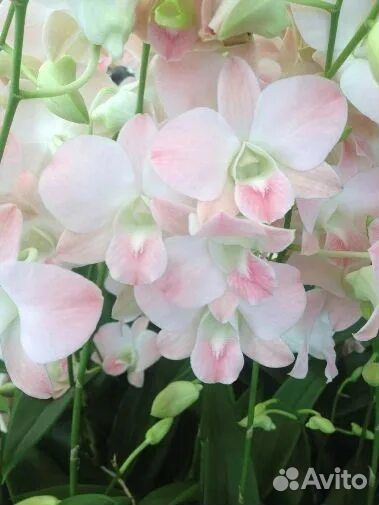 Орхидея Den Peach