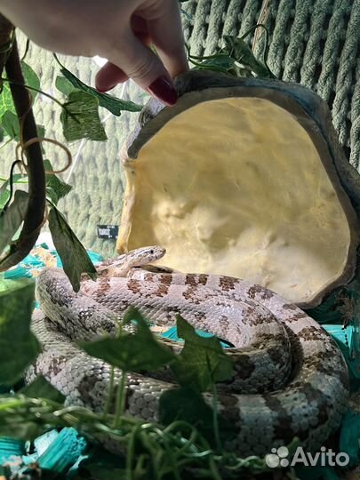Маисовый полоз с террариумом