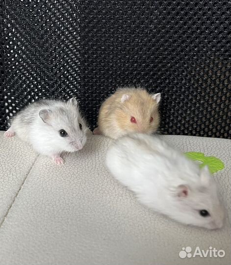 Джунгарский хомяк бесплатно