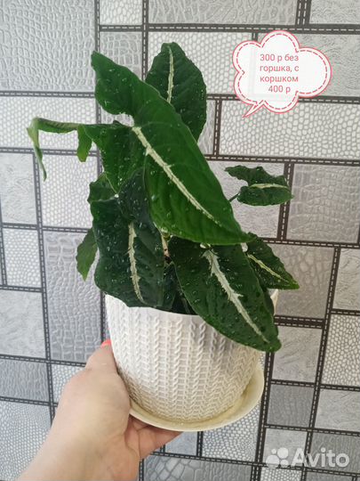 Комнатные растения цветы