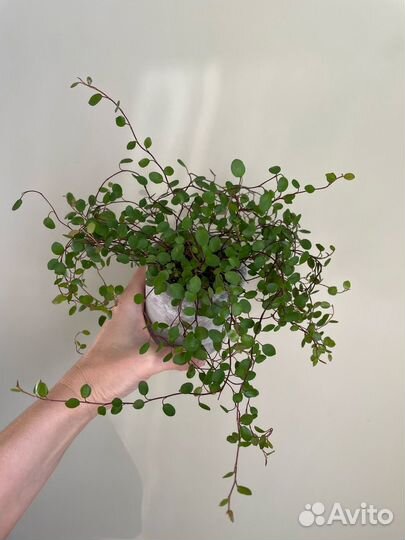 Мюленбекия