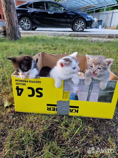 Котята в добрые руки