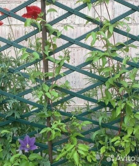 Шпалера садовая