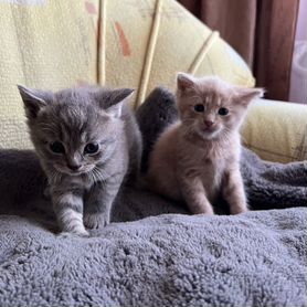Котята в добрые руки бесплатно