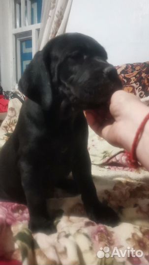 Щенки Кане Корсо