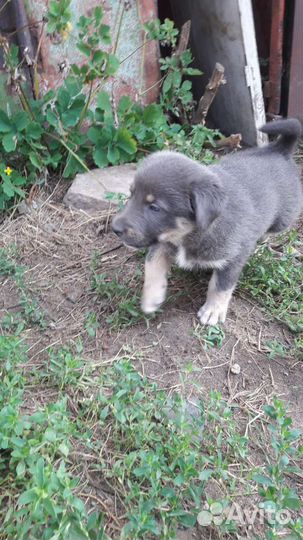 Щенки дворняги