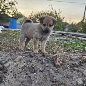 Щенки русского той терьера в добрые руки