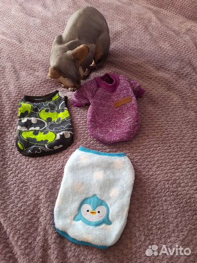 Одежда для кошек и собак