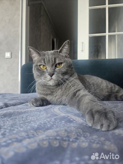 Кошка в дар