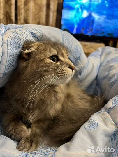 Метис скотишфолд