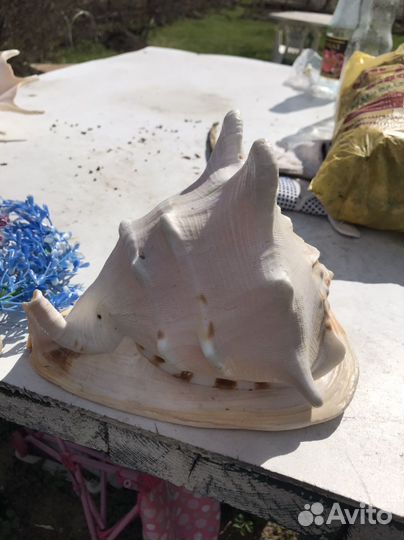 Ракушки раковины