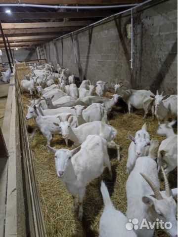 Козы Чешские, Зааненские