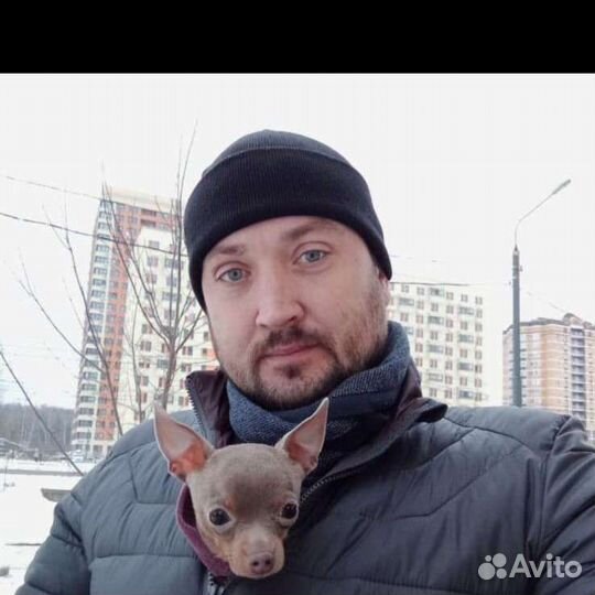 Русский мини той-терьер вязка