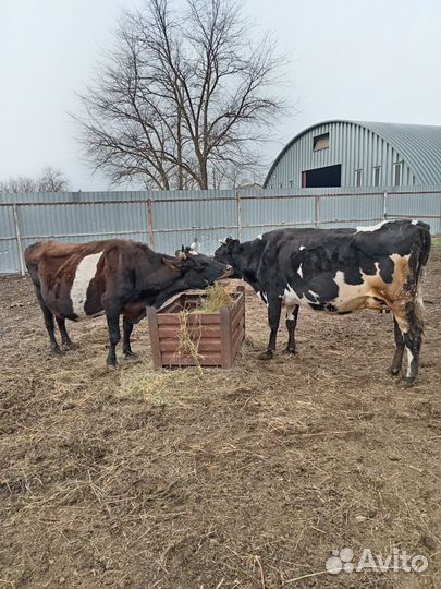Отличные телки от высокоудойных коров