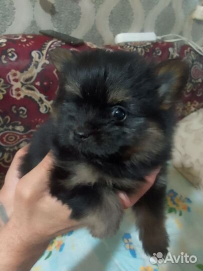 Щенки шпица