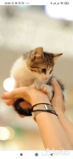 Котята в добрые руки