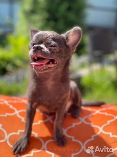 Вязка голубой чихуахуа