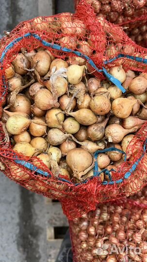 Лук севок штутгартер